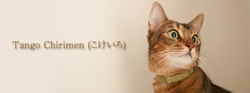 猫の首輪 和柄 Tango chirimen