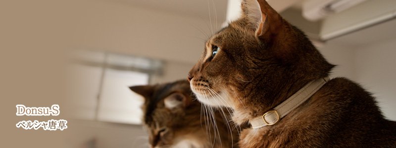 猫の首輪 和柄 Donsu(ペルシャ唐草)