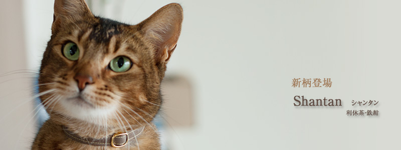 猫の首輪 和柄 シャンタン