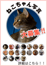 ねこちゃん写真大募集