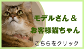 モデル&お客様猫ちゃん