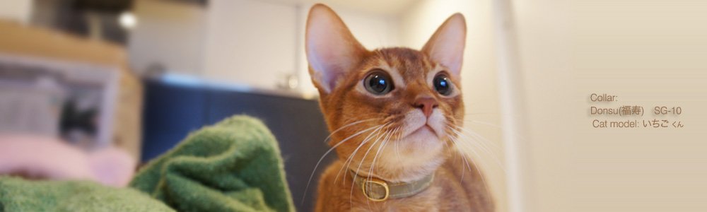 猫の首輪 Donsu(福寿)